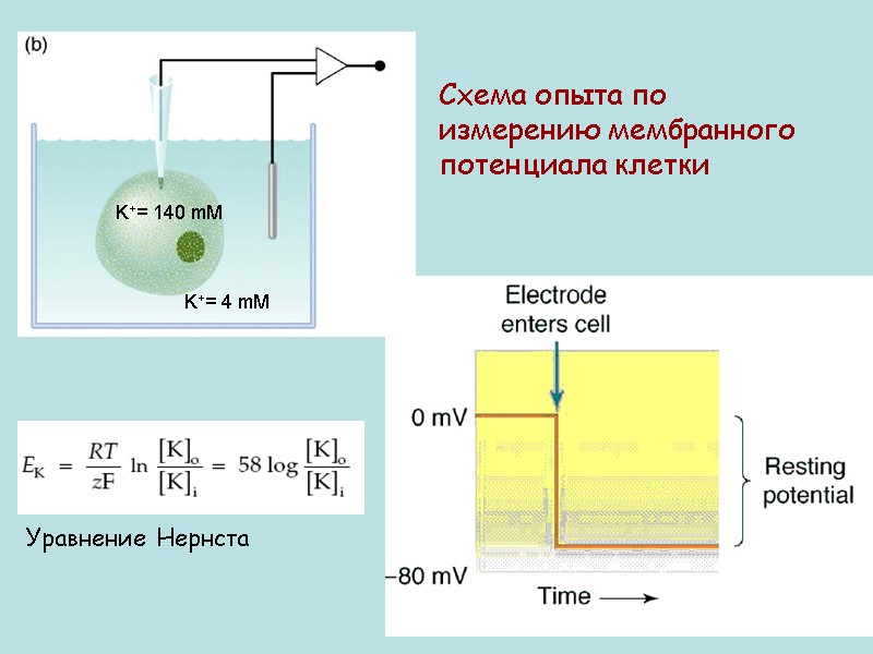Схема опыта по измерению мембранного потенциала клетки K+= 140 mM K+= 4 mM Уравнение